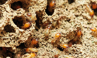 COCKROACH CONTROL