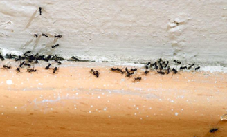 ANT CONTROL